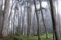 Monterey Cypress Forest In The Fog Royalty Free Stock Photo